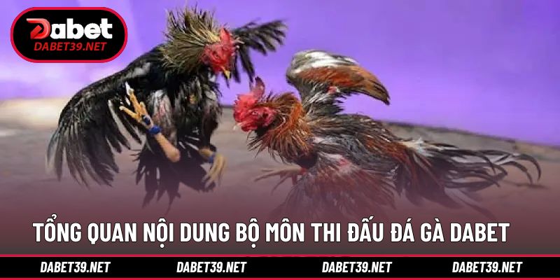 Giới thiệu thông tin bộ môn đá gà hấp dẫn